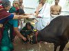 Ramanda Saraswati Aradhanai Go Pooja 5